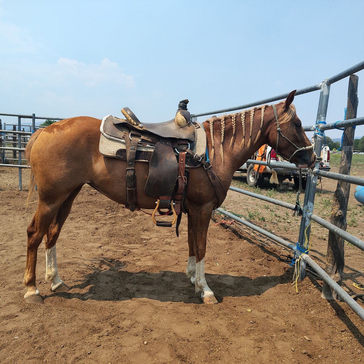 Quarter horse packs / started under her saddle