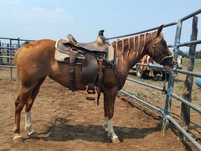 Quarter horse packs / started under her saddle