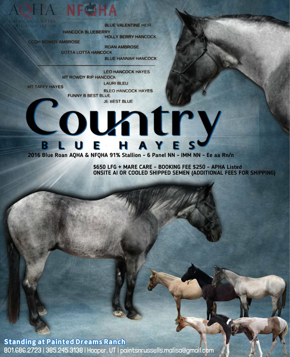 AQHA blue roan stallion
