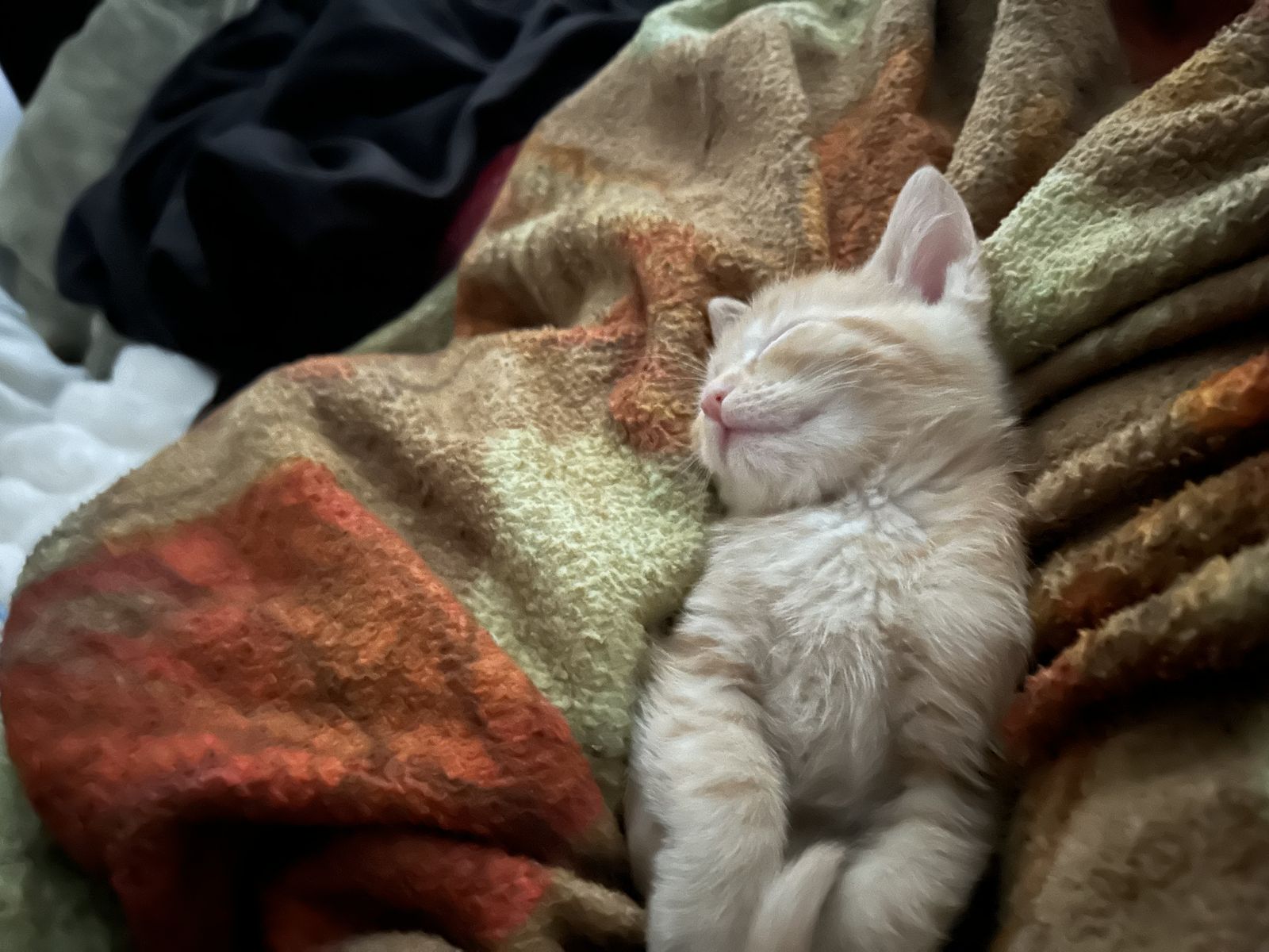 Kitten for adoption