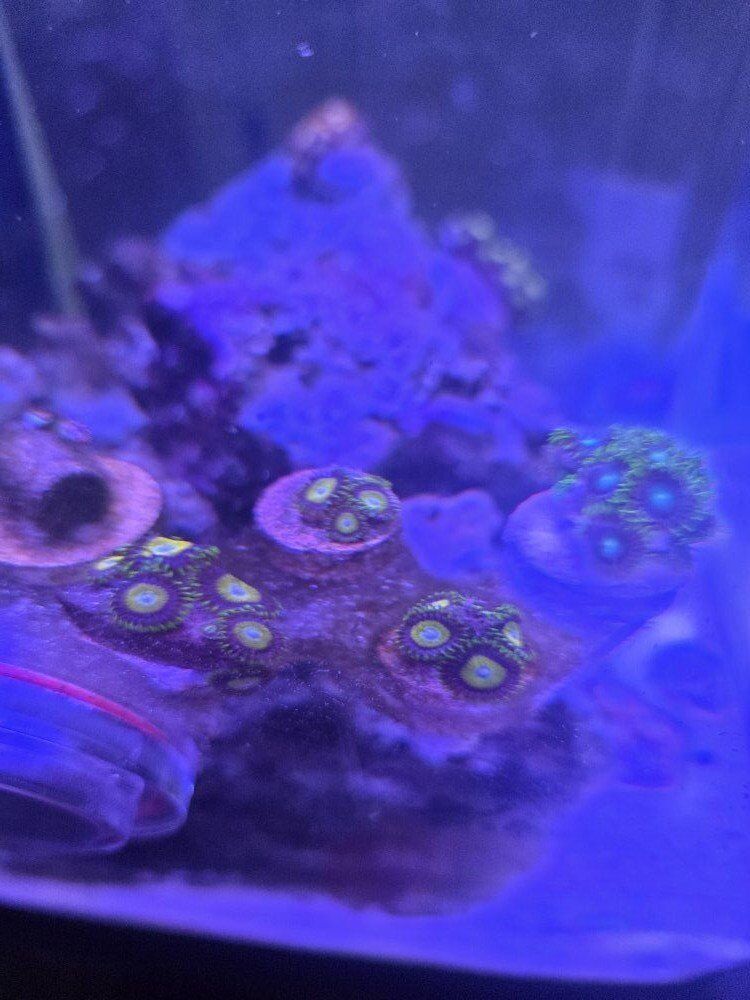 zoas for sale