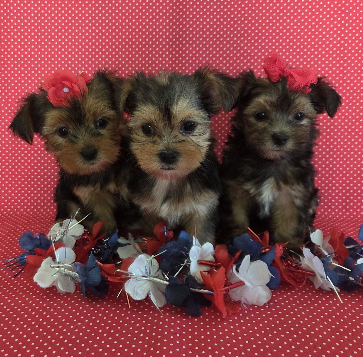 Adorable Shorkie Puppies