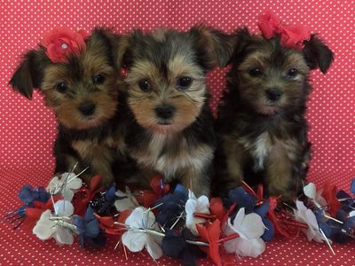 Adorable Shorkie Puppies