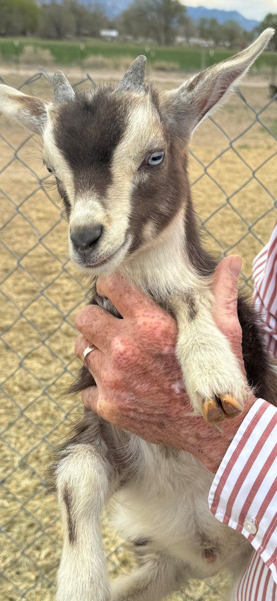Blue eyed Mini Buckling Goats  3 billy babies
