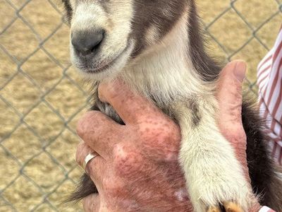 Blue eyed Mini Buckling Goats 3 billy babies