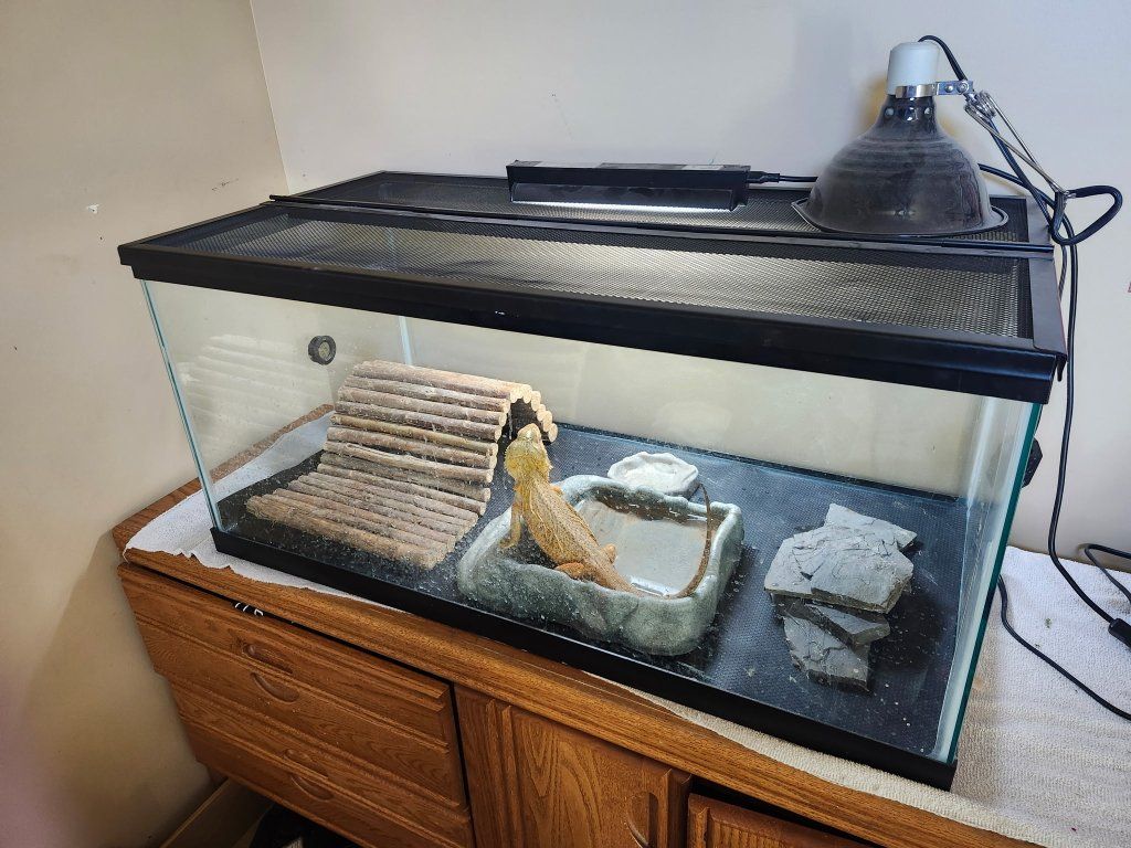 Bearded Dragon