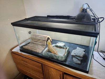 Bearded Dragon