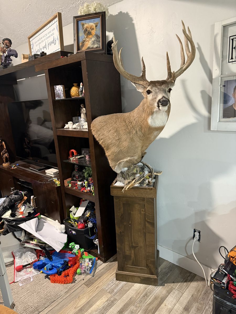 Whitetail deer mount
