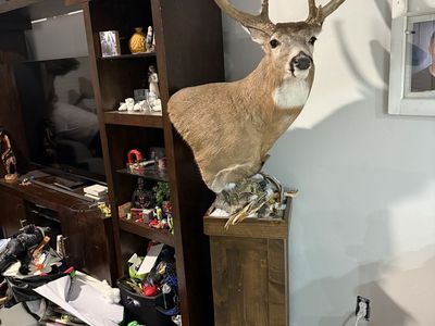 Whitetail deer mount