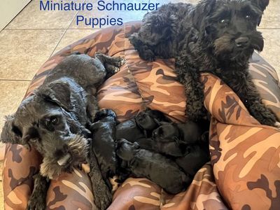 Mini Schnauzer Puppies
