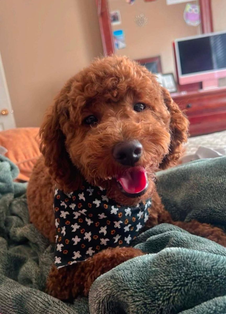 Mini golden doodle