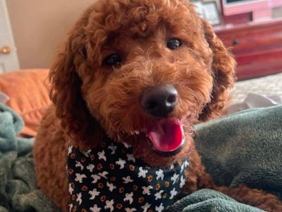 Mini golden doodle