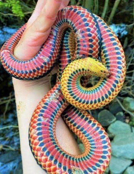 Snake food (RABBITS)