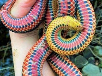 Snake food (RABBITS)