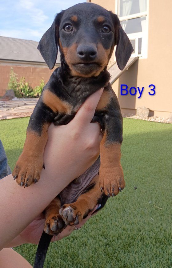 Purebred Short Haired Dachshunds READY