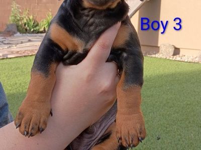 Purebred Short Haired Dachshunds READY