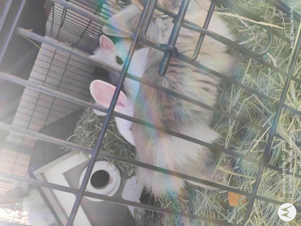 need bunny cages or homes for bunnies