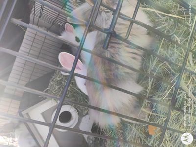 need bunny cages or homes for bunnies