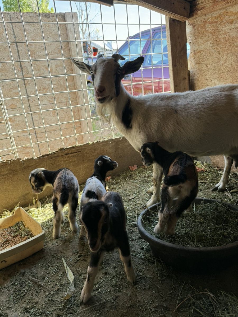 Goats