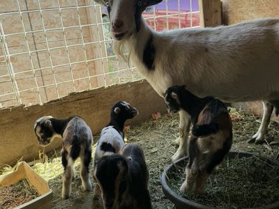 Goats