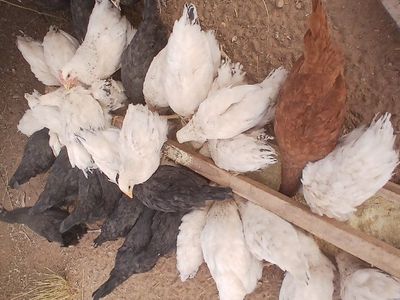 Delaware Pullets