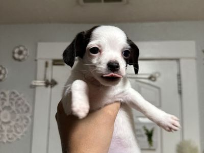 Male Chihuahua Pup
