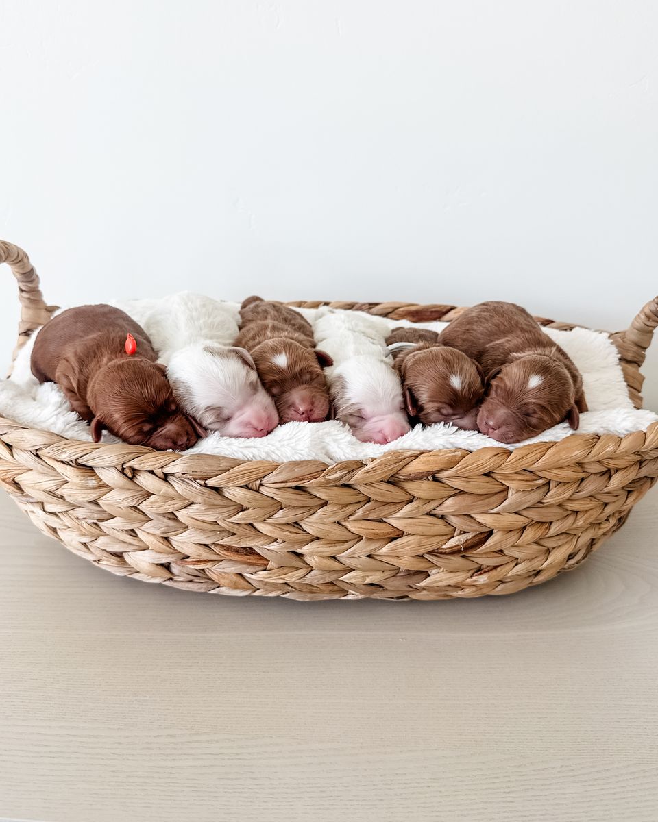 Petite Goldendoodles