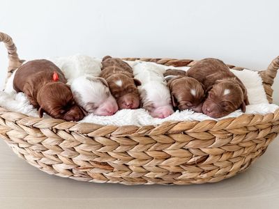 Petite Goldendoodles