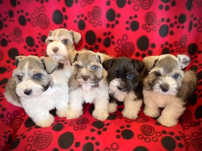 AKC Miniature Schnauzer Puppy