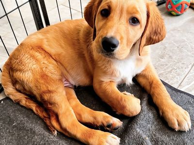 Male Labradoodle Puppies Ready Now | Vet Checked, Vaccinated + Microchipped