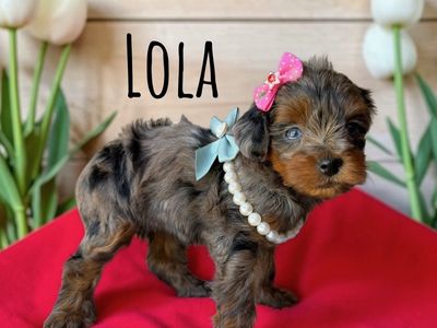 F1 YORKIEPOO PUPPIES (Prices Vary read below)