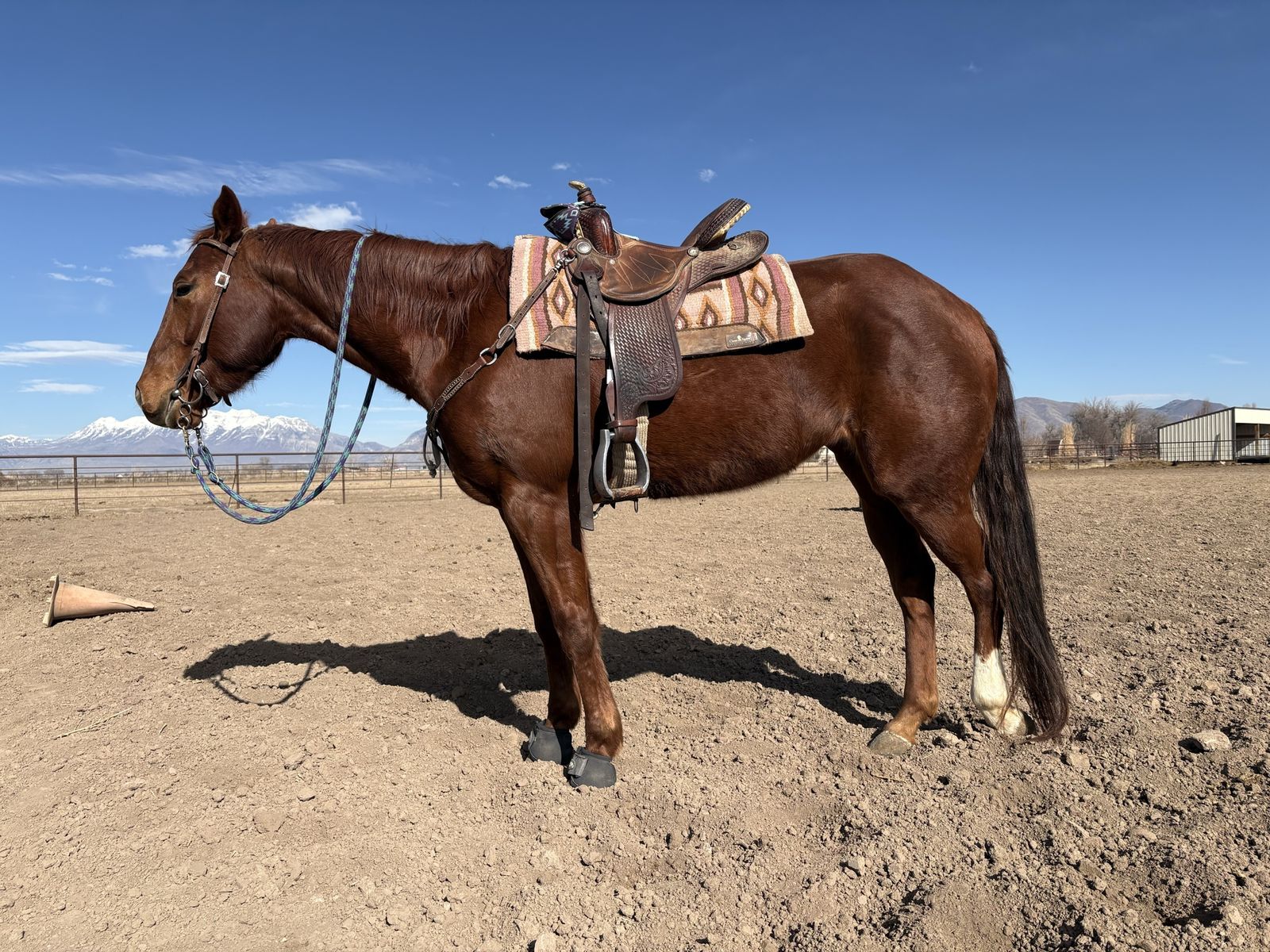 5 yr old Reg QH mare