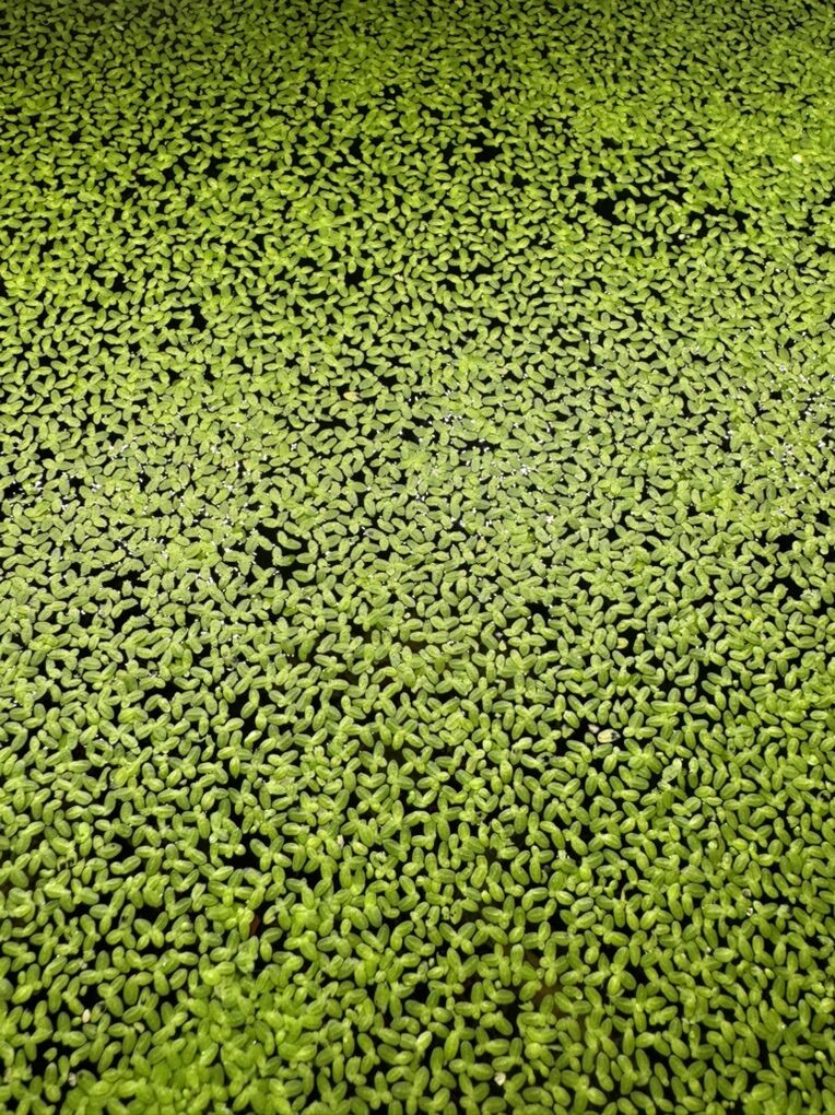 Duckweed Floating Aquarium Plant