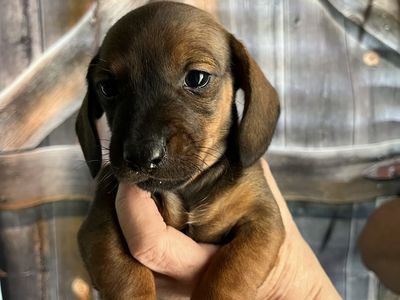 Mini Dachshund