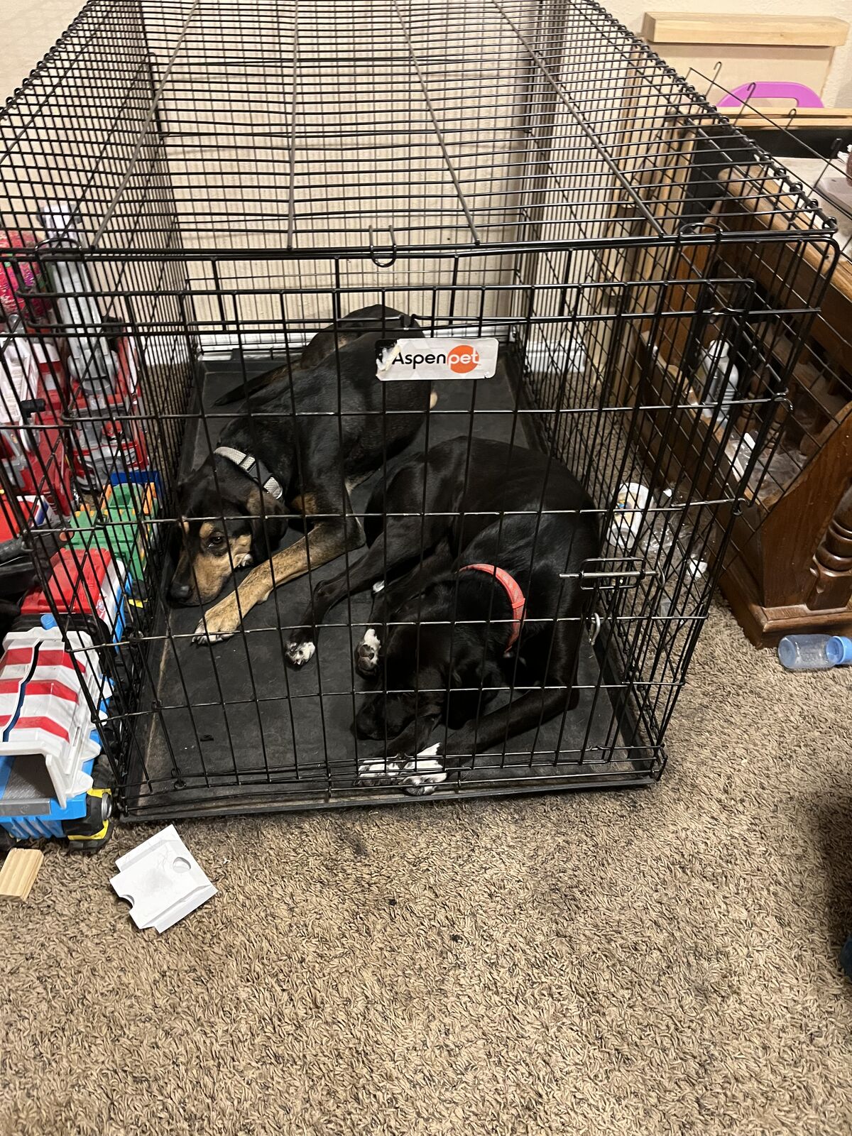 F/M dog with supplies