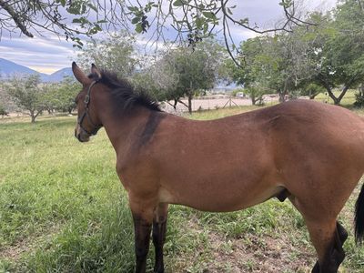 Friendly 2-Year-Old Mule Colt - Ready for Training