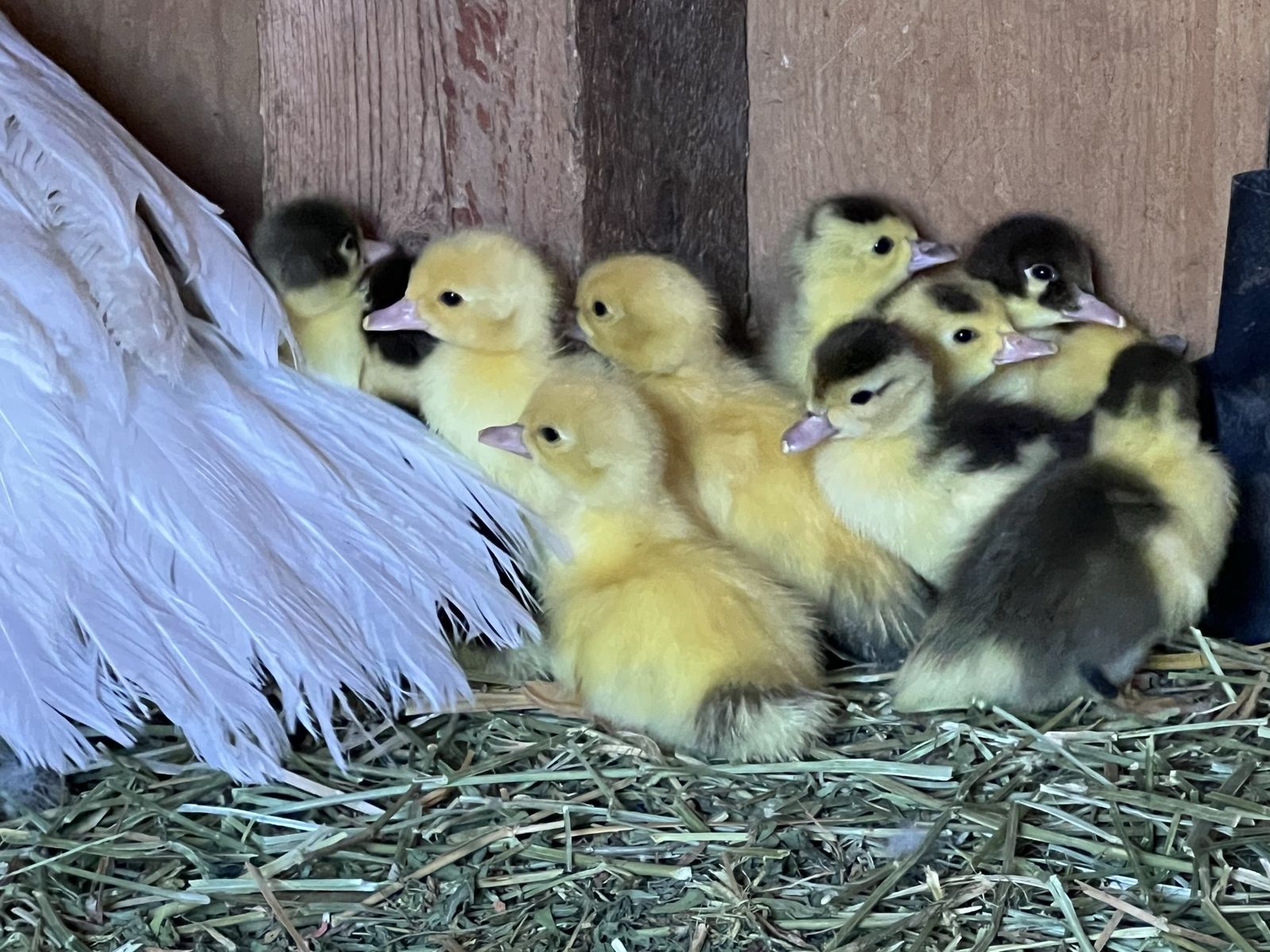 Baby Muscovy Ducks