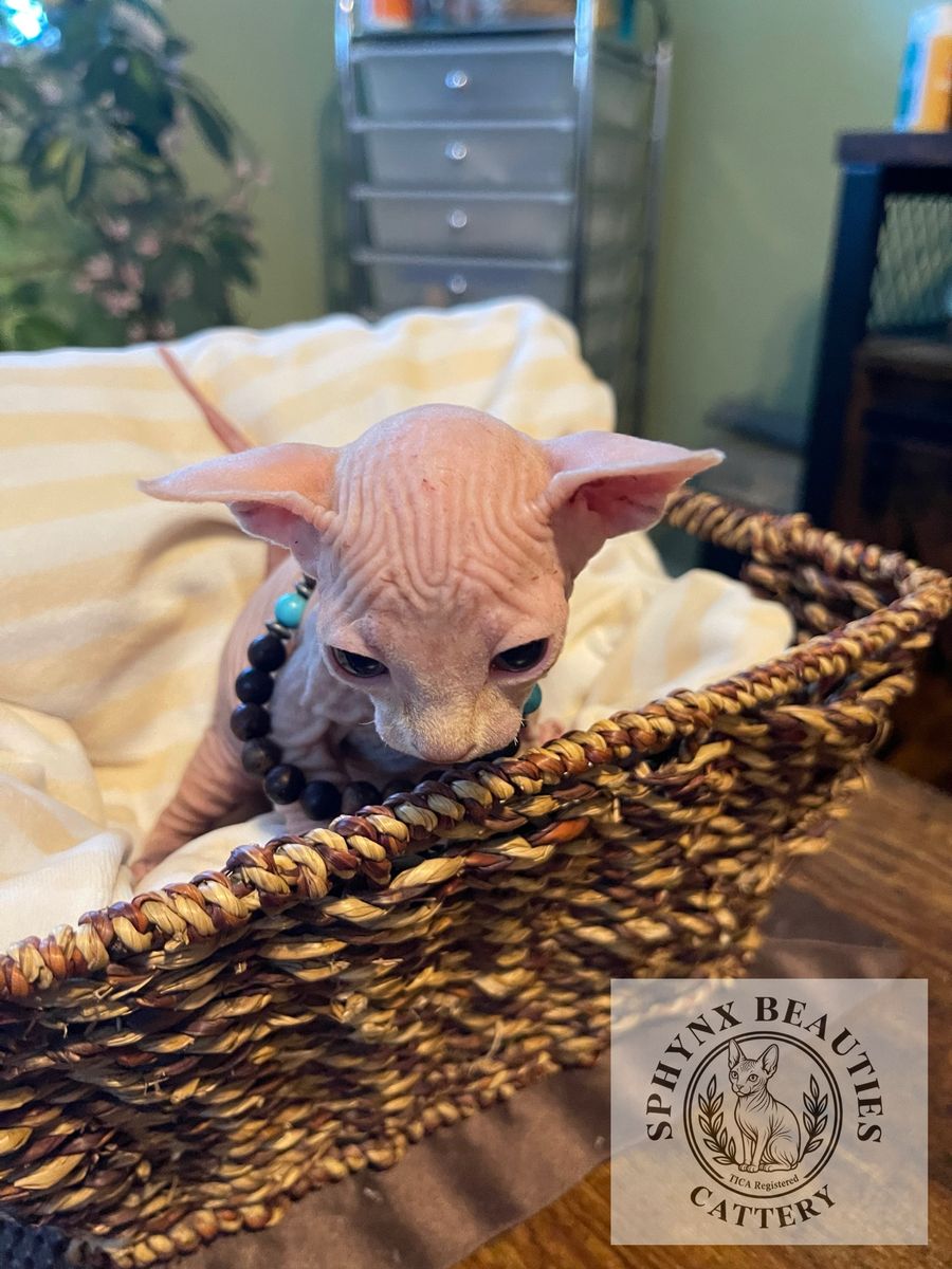 *UPDATED* ONLY TWO LEFT!* BAMBINO & SPHYNX KITTENS