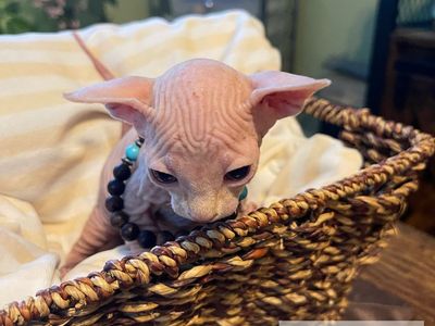*UPDATED* ONLY TWO LEFT!* BAMBINO & SPHYNX KITTENS