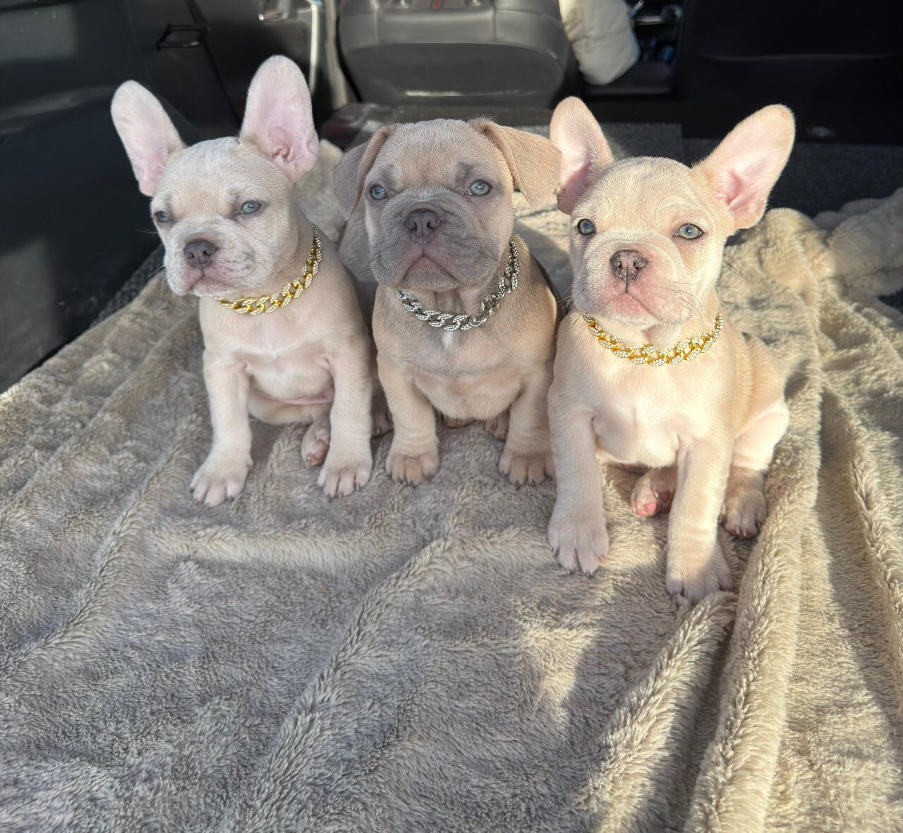 french bulldog 3 boys $2000 obo