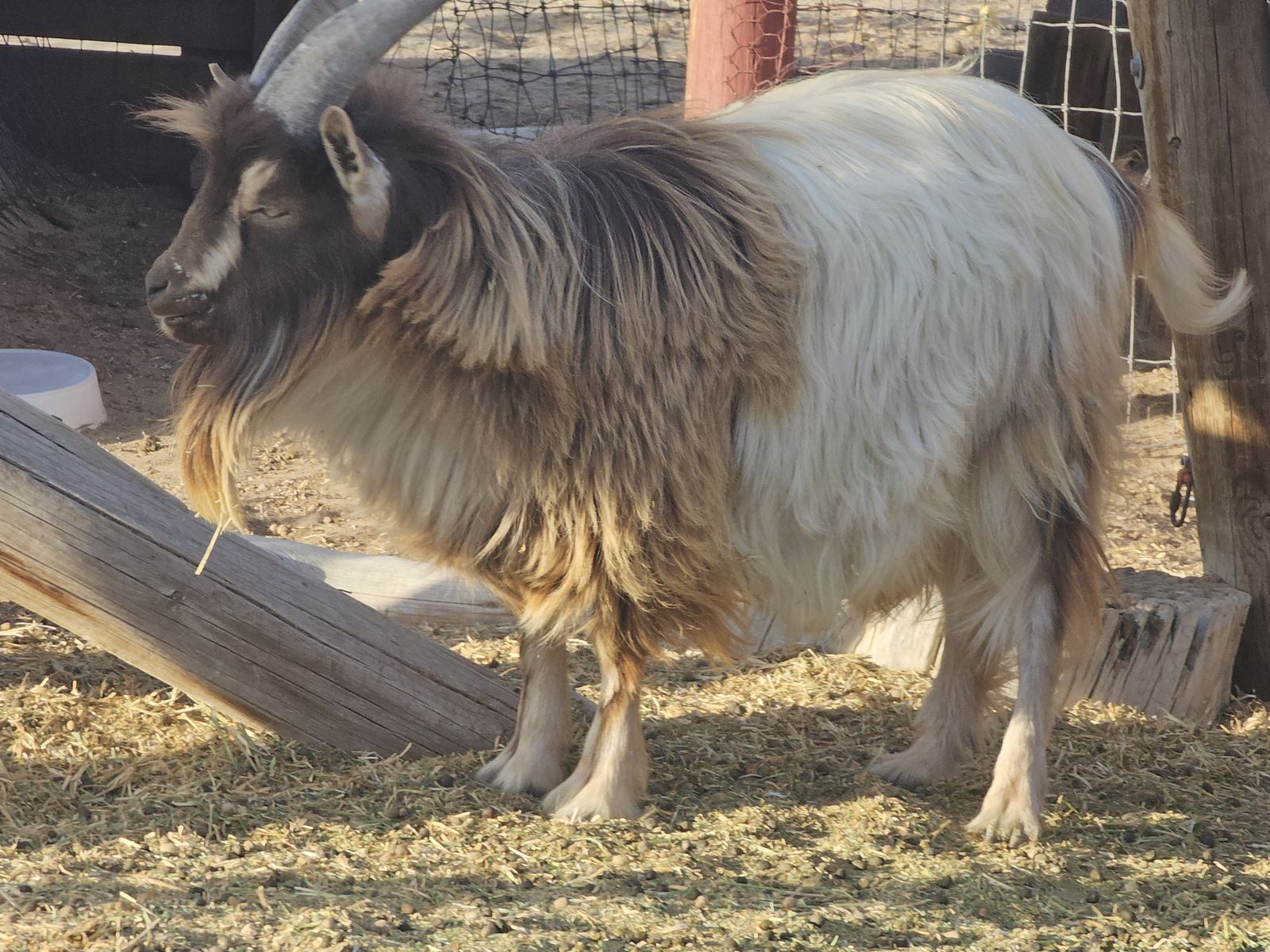 Purebred miniature fainting buck