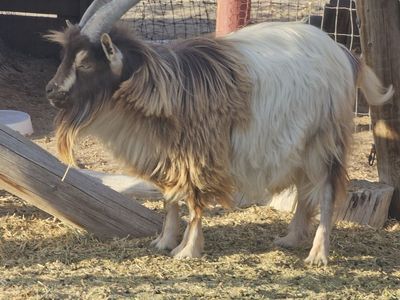 Purebred miniature fainting buck