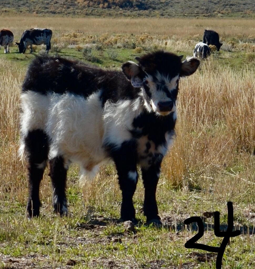 24425- Miniature highland/Hereford cross bull