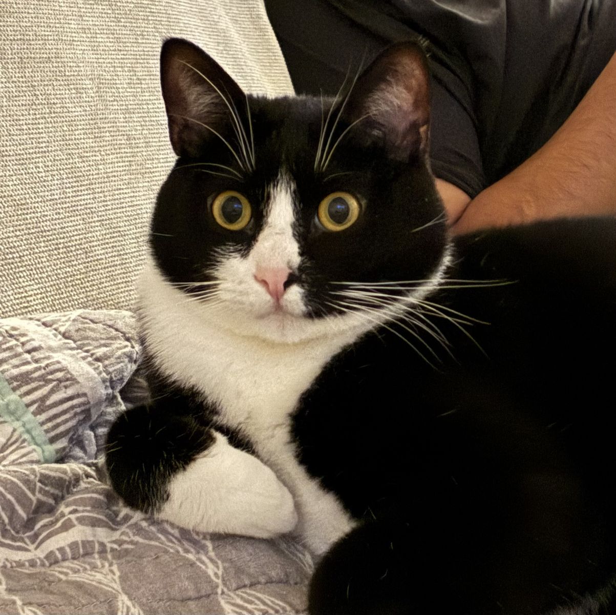One year old tuxedo cat