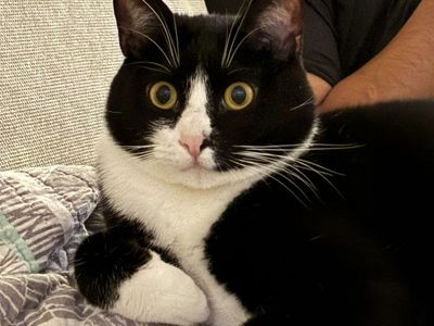 One year old tuxedo cat