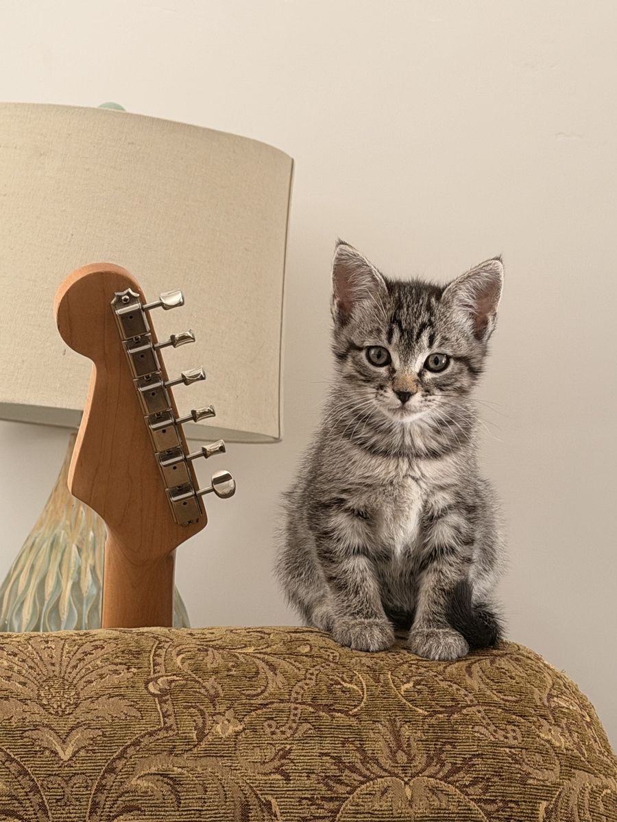 Adorable Tabby Kittens - Playful & Loving Companions Ready for Their Forever Home
