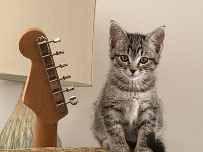 Adorable Tabby Kittens - Playful & Loving Companions Ready for Their Forever Home