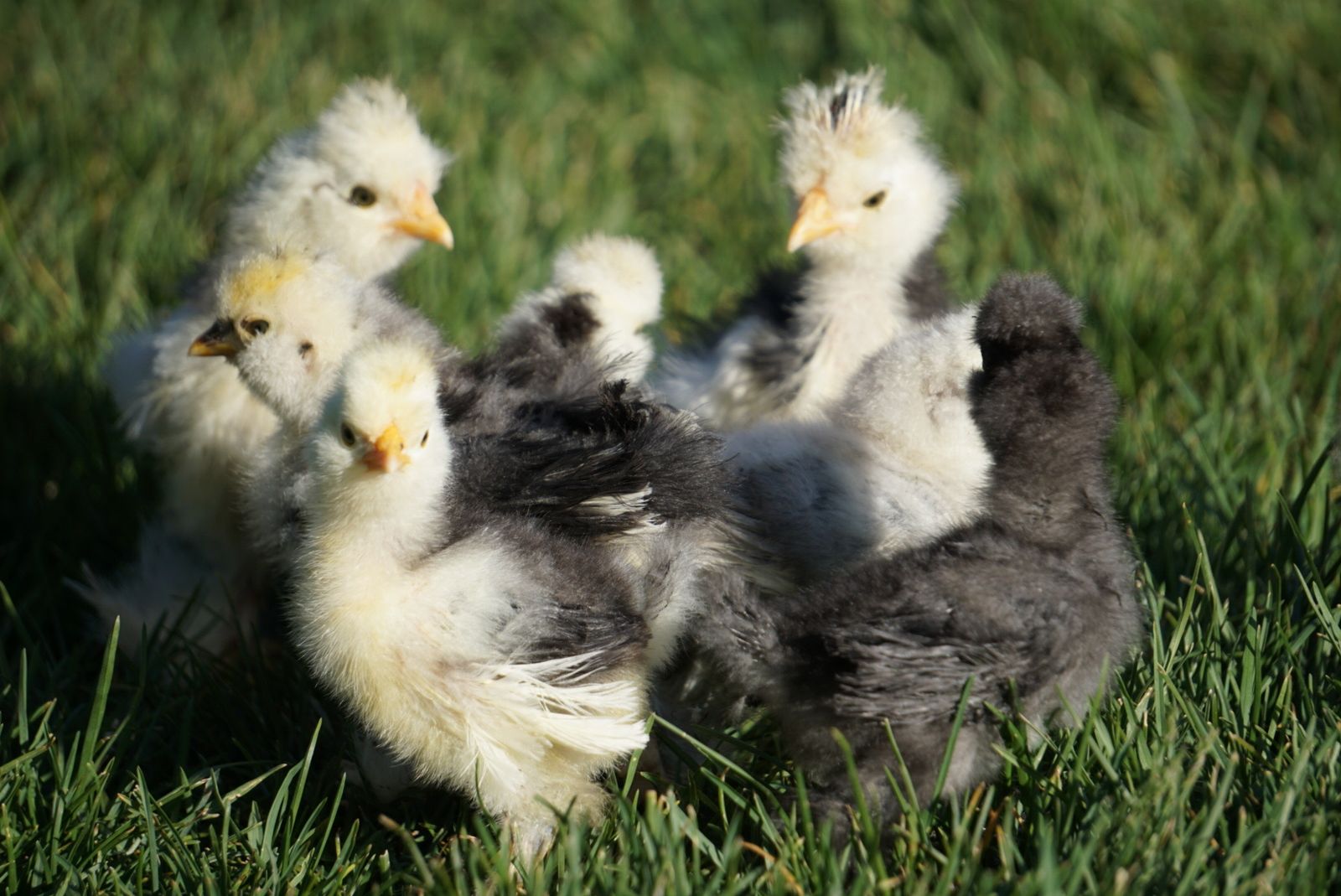 Mottled Silkie Chicks! FREE DNA Sexed Cockerels!