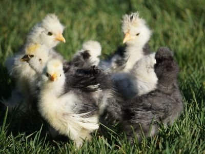 Mottled Silkie Chicks! FREE DNA Sexed Cockerels!