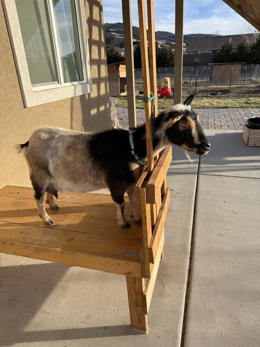 Nigerian Dwarf Goat in Milk